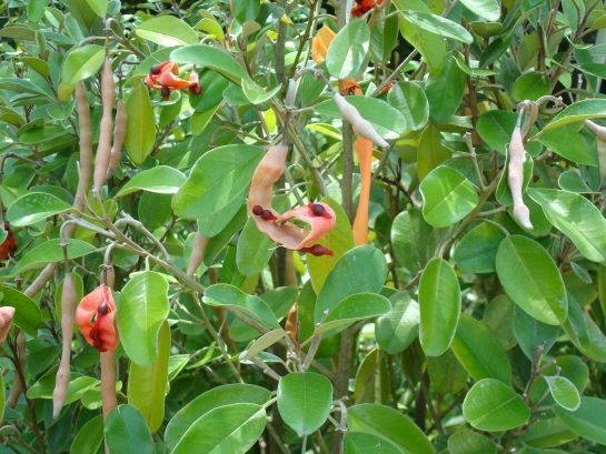 Jamaican Caper