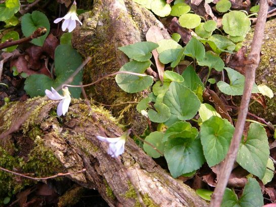 Florida Violet Florida Common Violet
