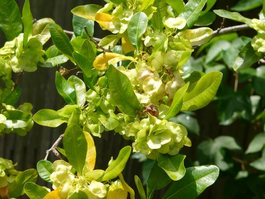 Varnishleaf