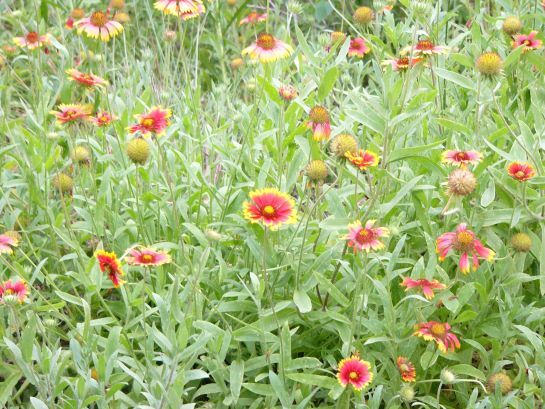Blanket Flower