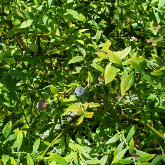 Scrub Blueberry