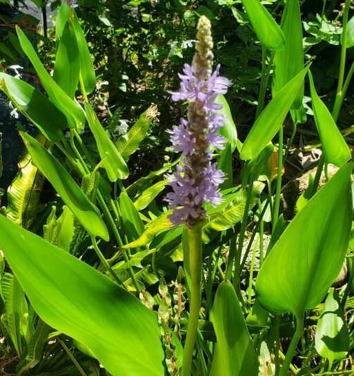 Pickerelweed