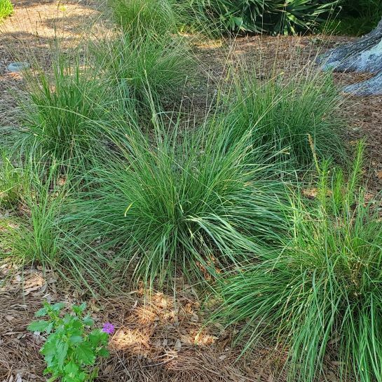 Dwarf Fakahatchee Grass