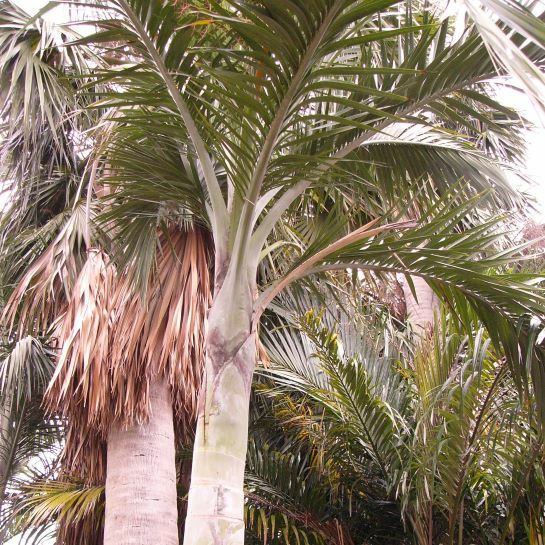 Buccaneer Palm