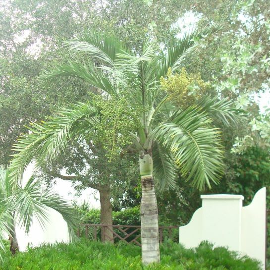 Buccaneer Palm