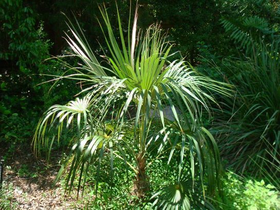 Florida Silver Palm