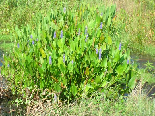 Pickerelweed