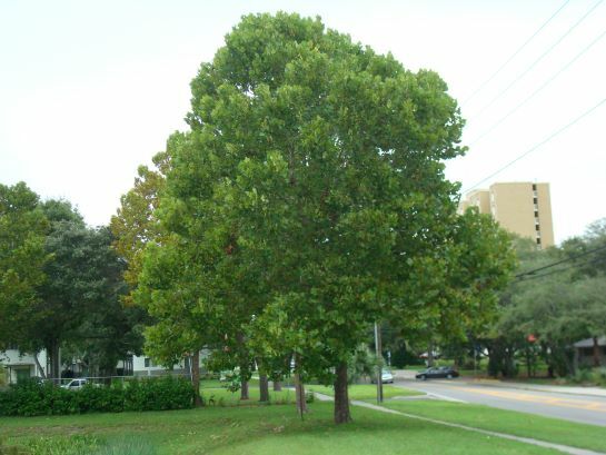Sycamore
