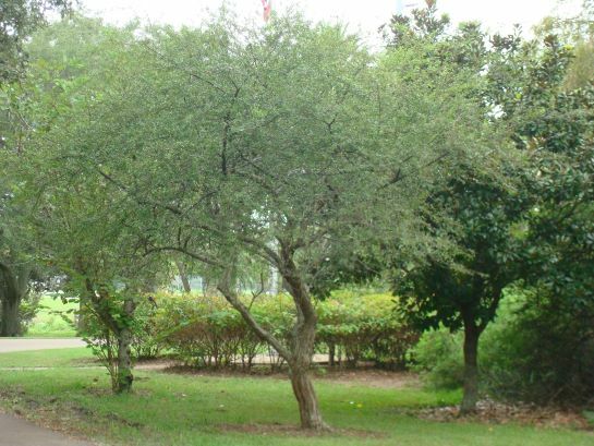 Flatwoods Plum