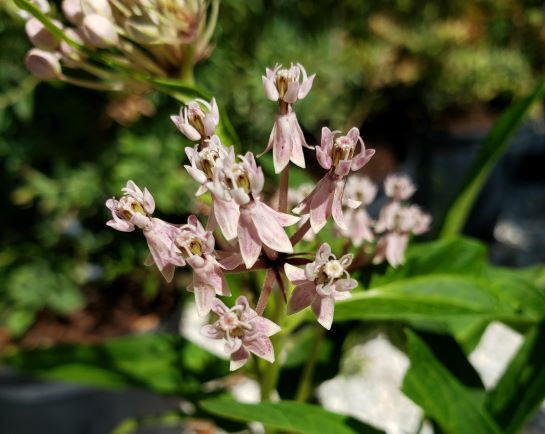 Pink Swamp Milkweed