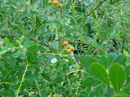 Bahama Strongbark