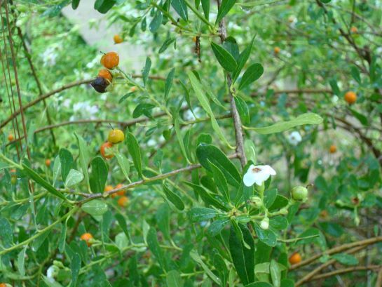 Bahama Strongbark