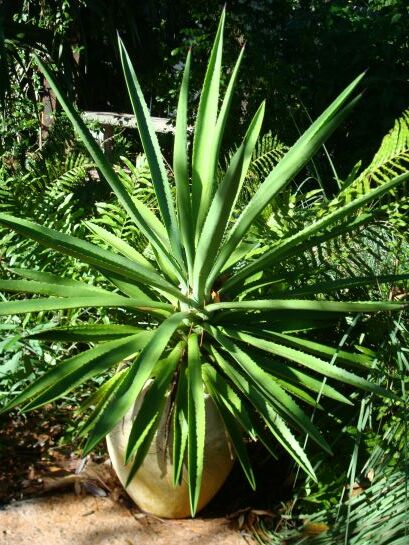 False Sisal Agave