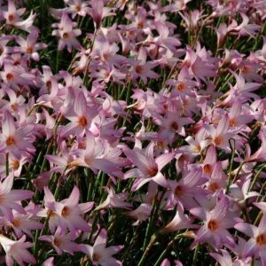 Argentine Rain Lily