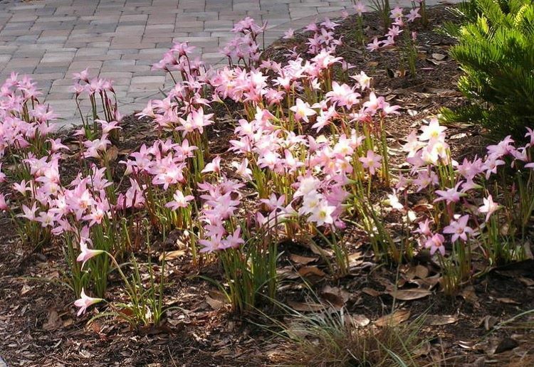 Argentine Rain Lily