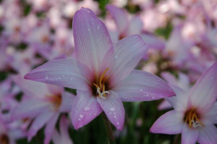 Argentine Rain Lily
