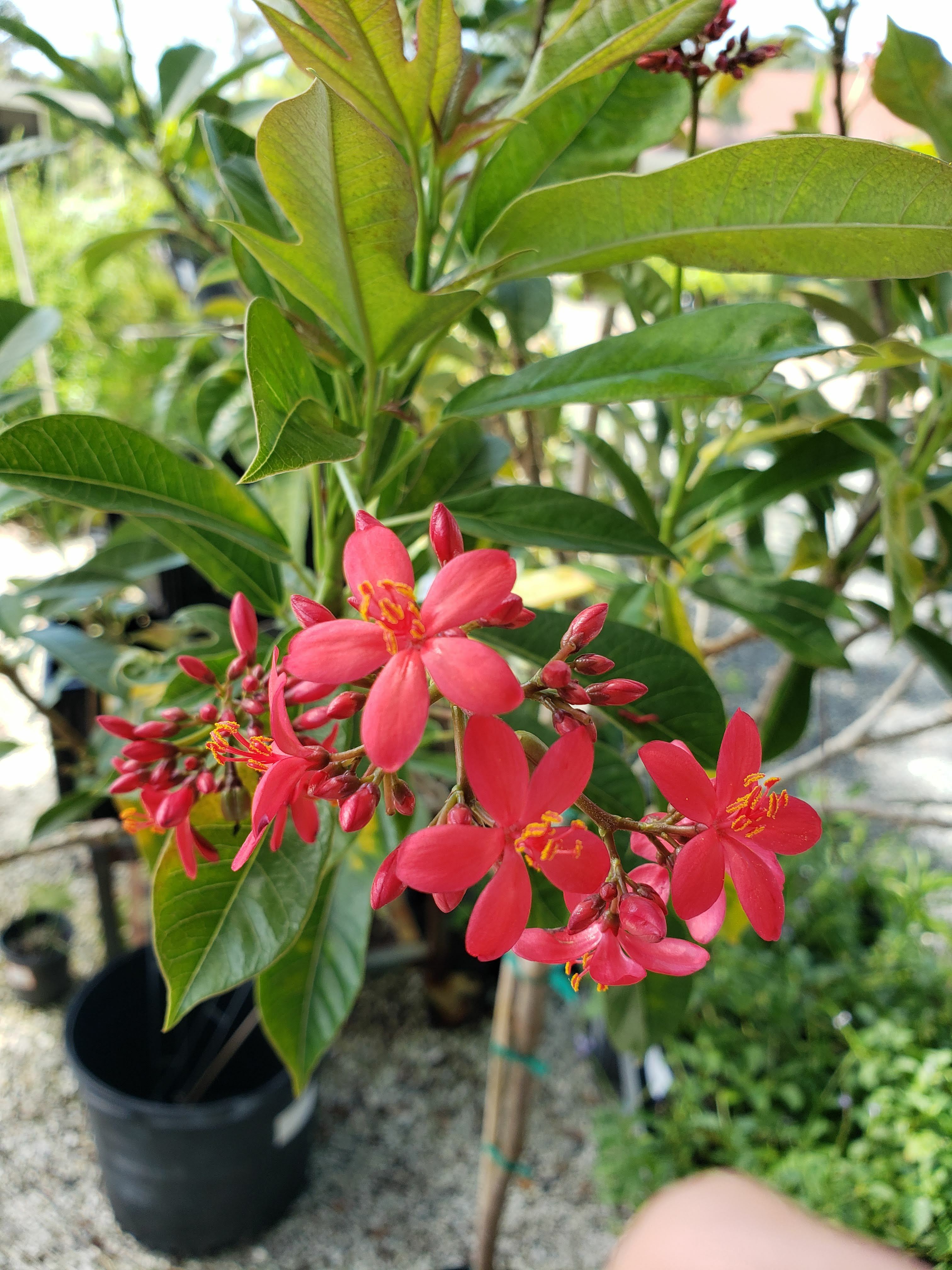 Jatropha