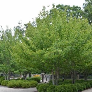 American Hornbeam (Blue Beech)