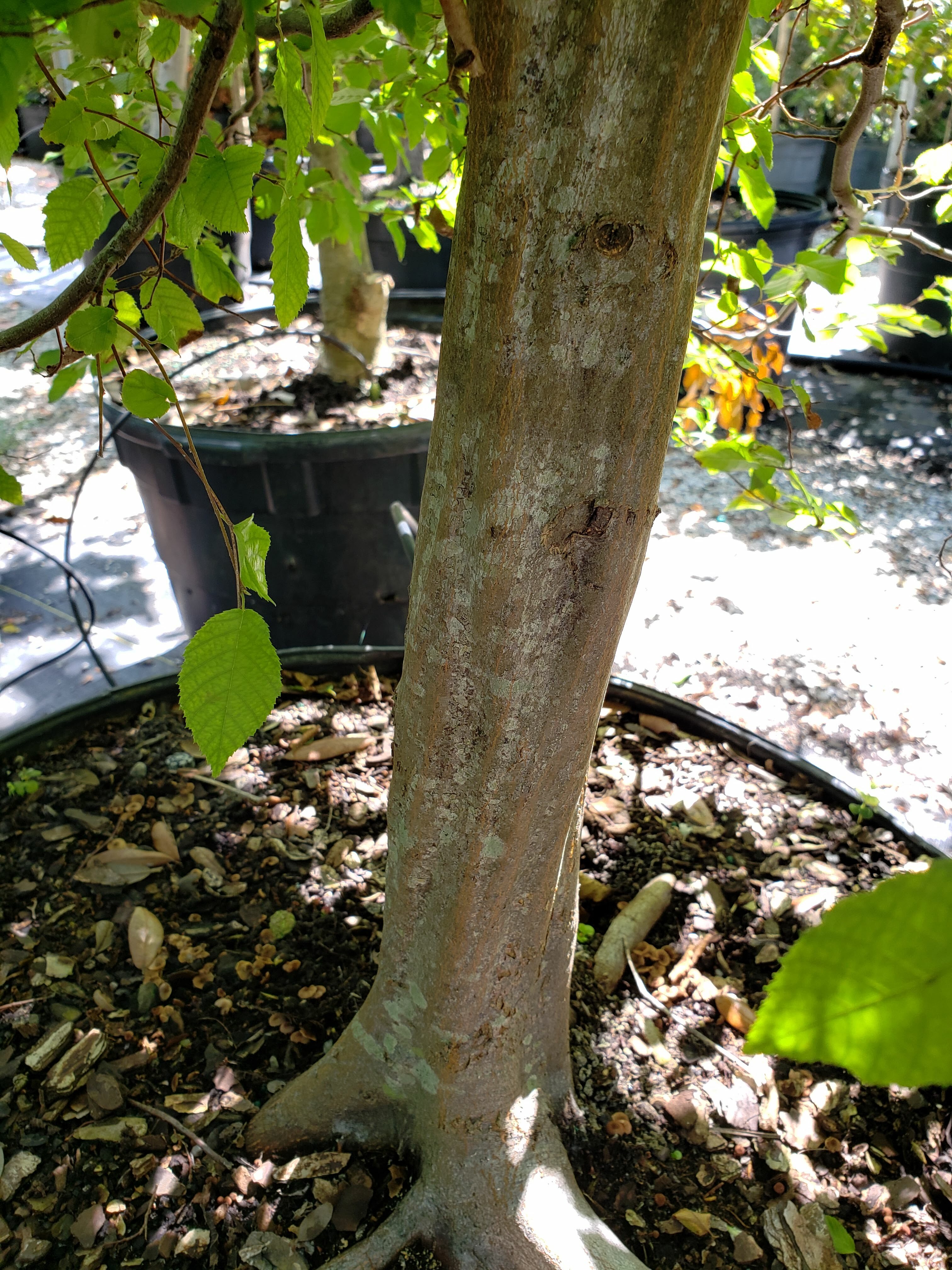 American Hornbeam (Blue Beech)