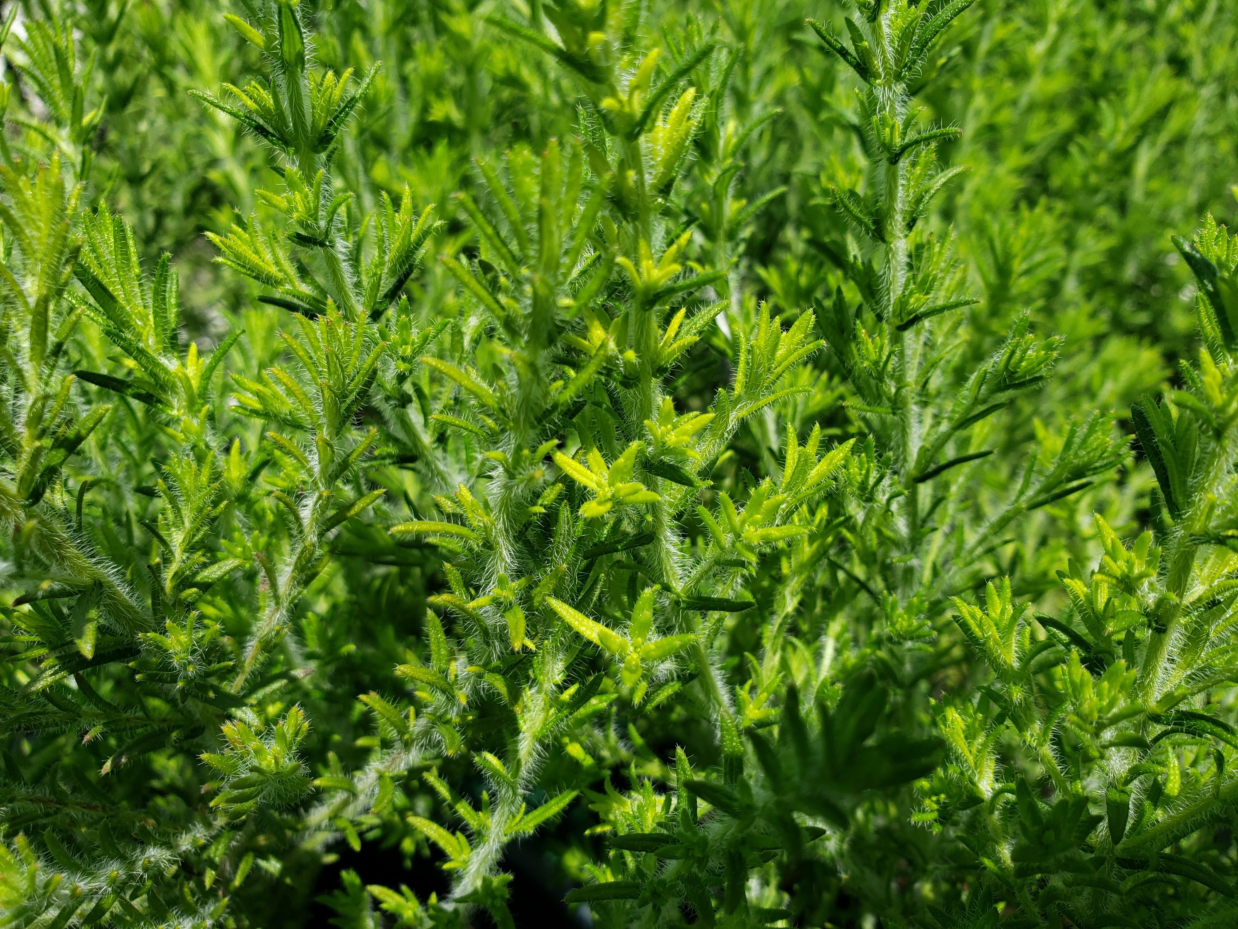 Florida Pennyroyal