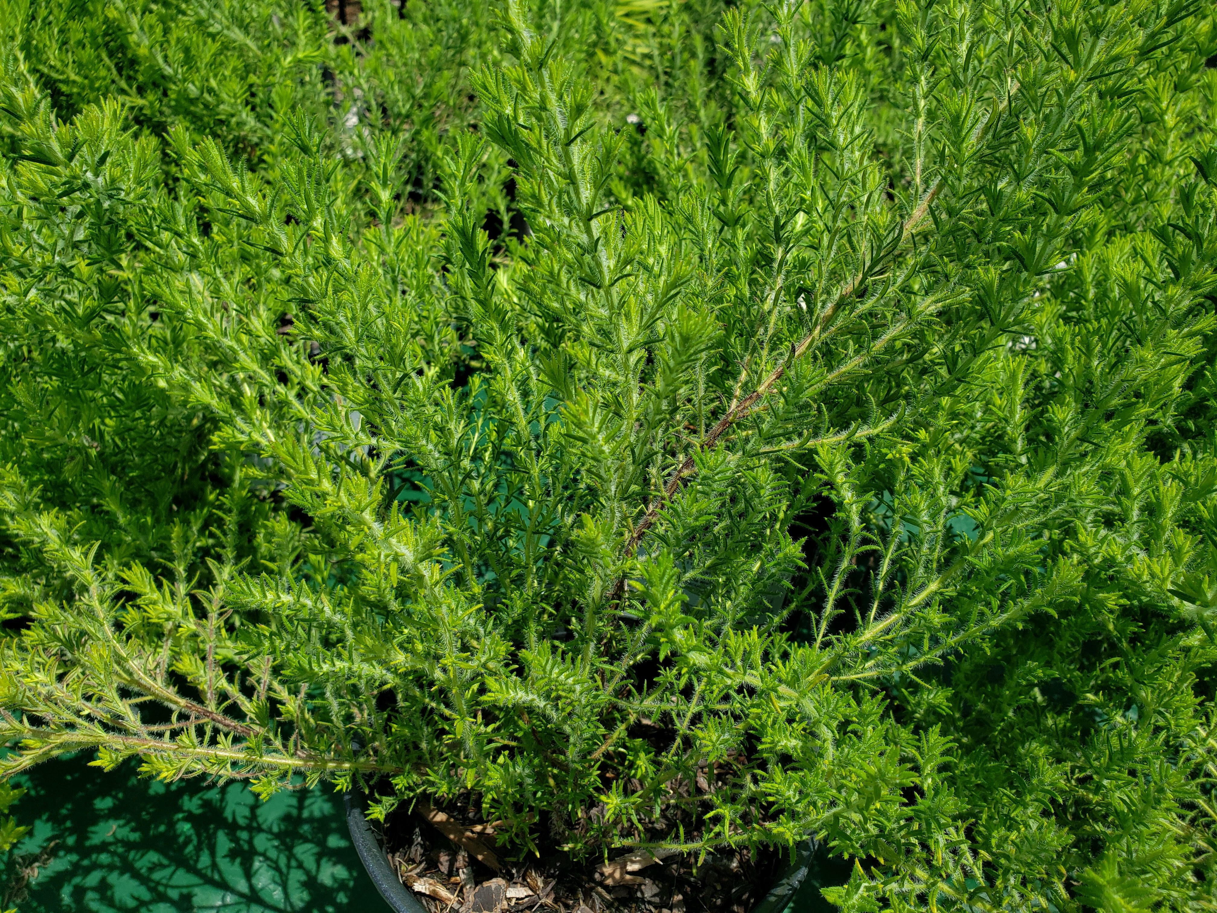 Florida Pennyroyal