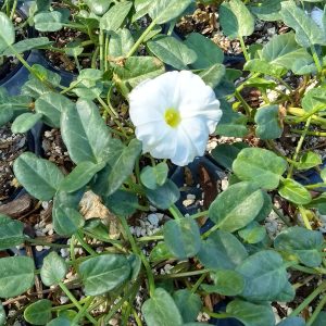 Beach Morning Glory
