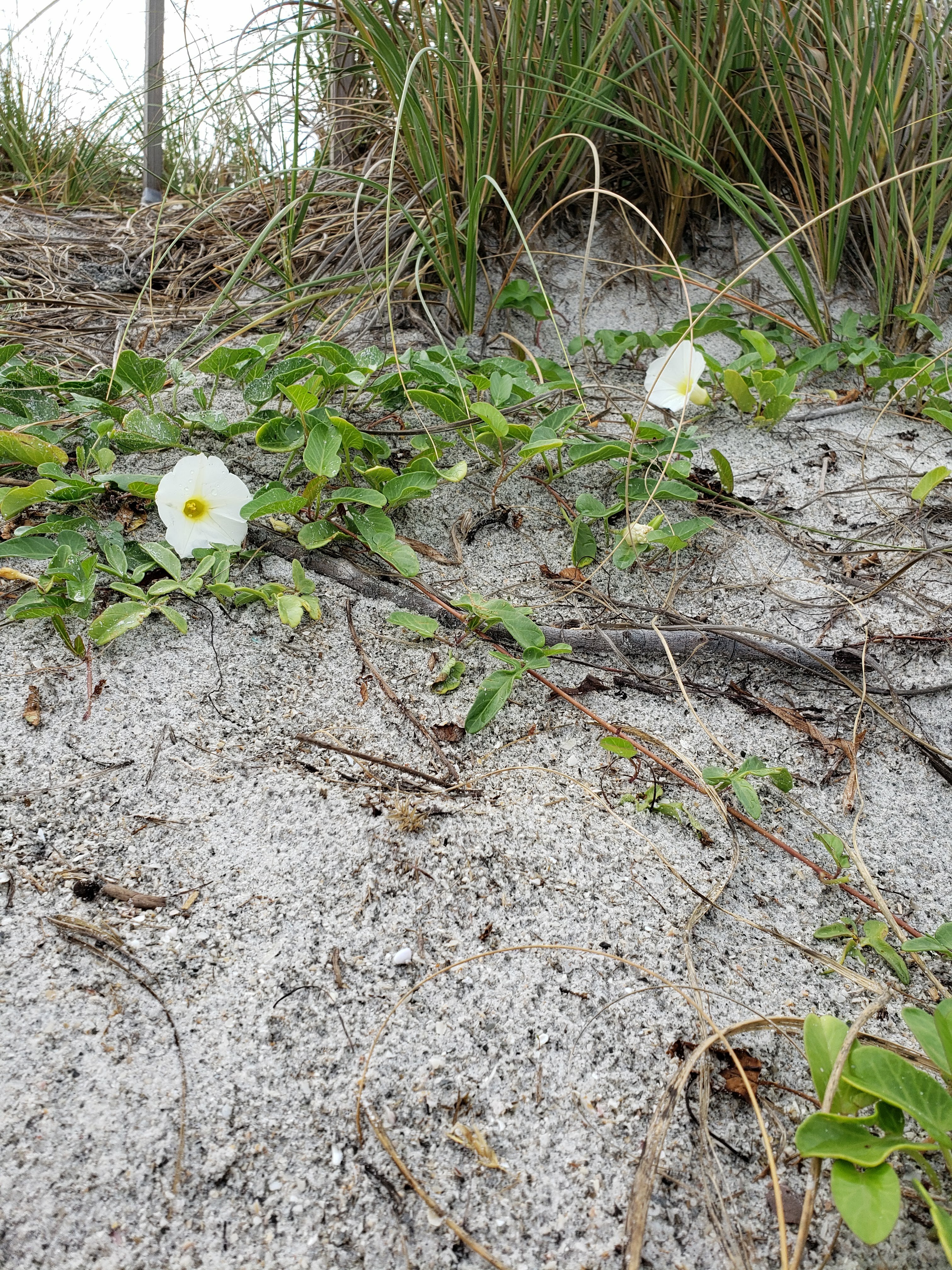 Beach Morning Glory