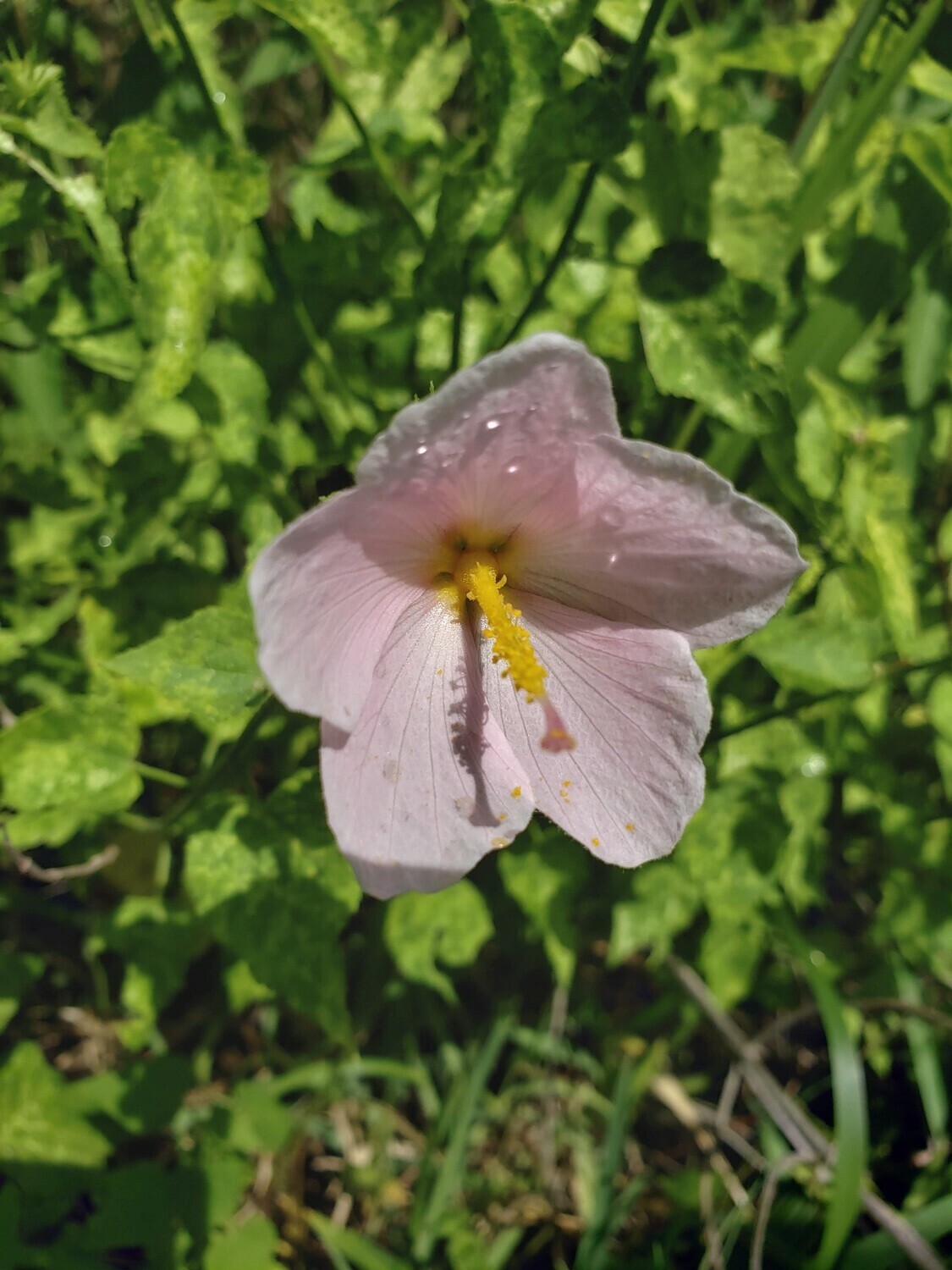Saltmarsh Mallow