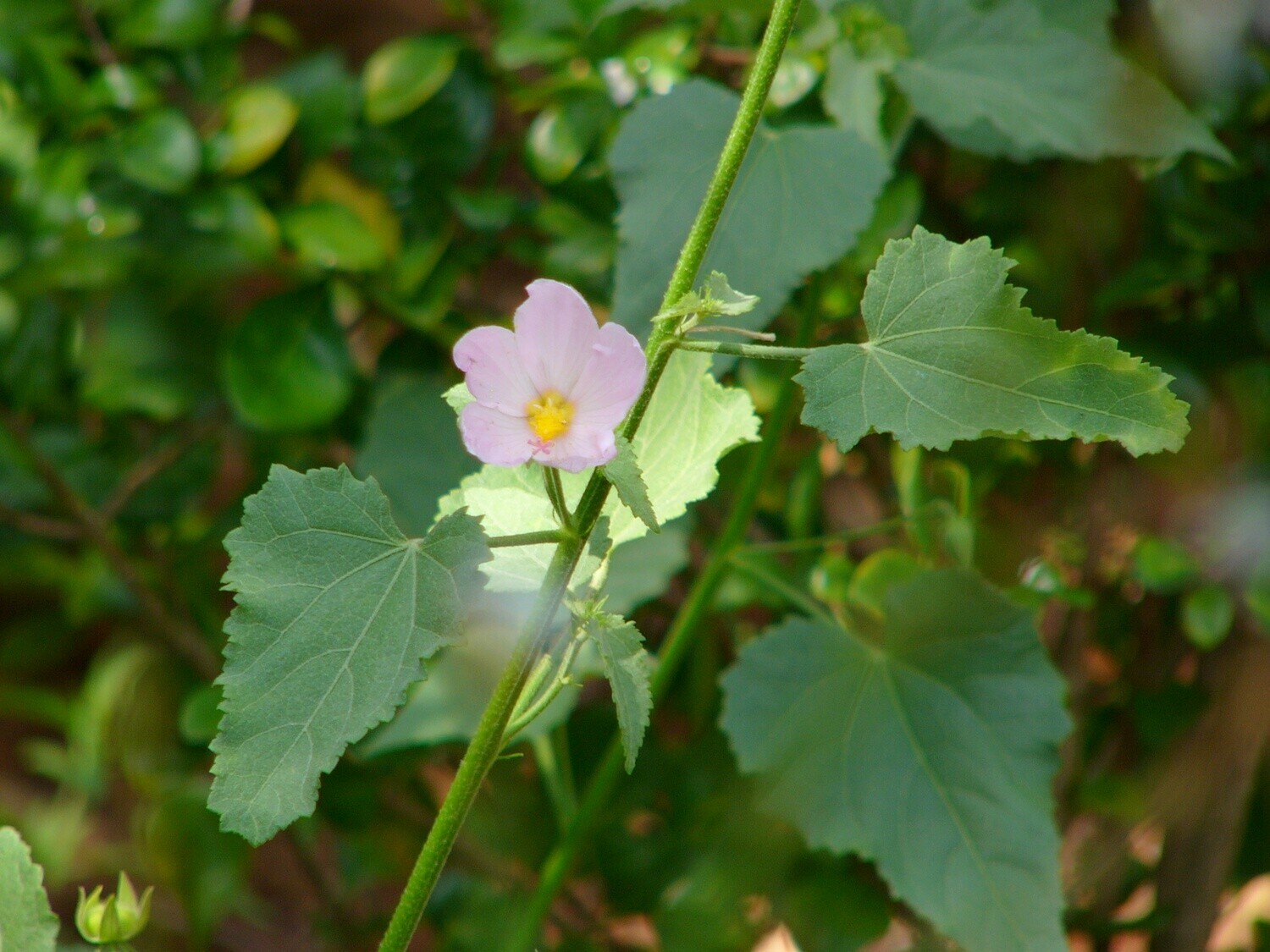 Saltmarsh Mallow