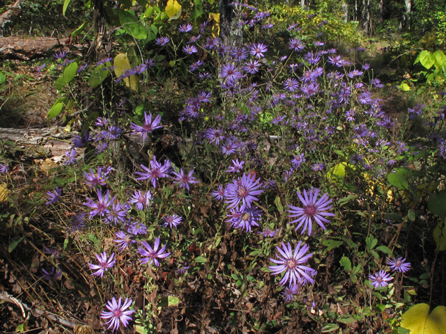 Georgia Aster