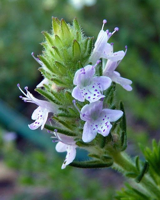 Florida Pennyroyal
