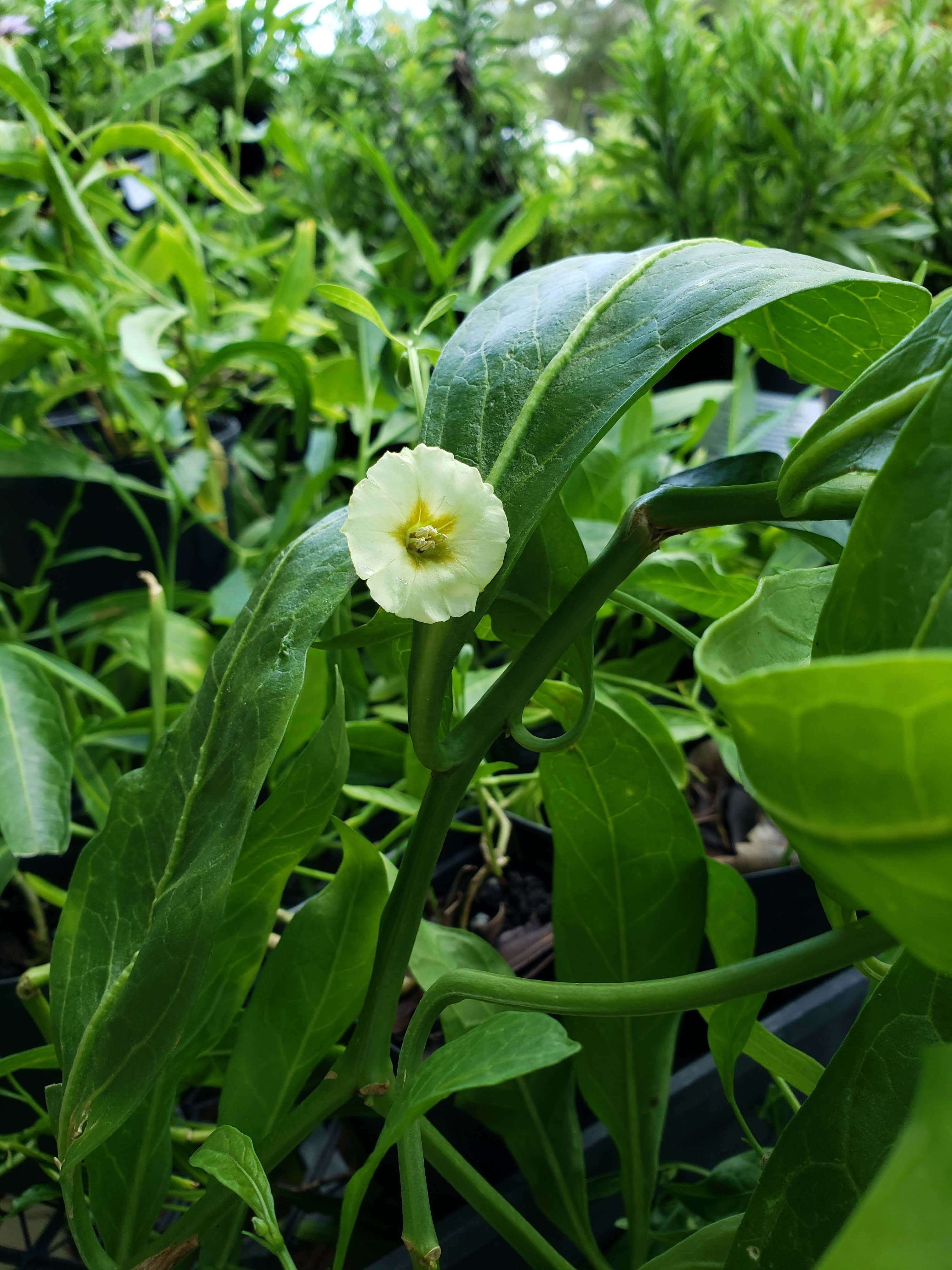 Walter's Ground Cherry