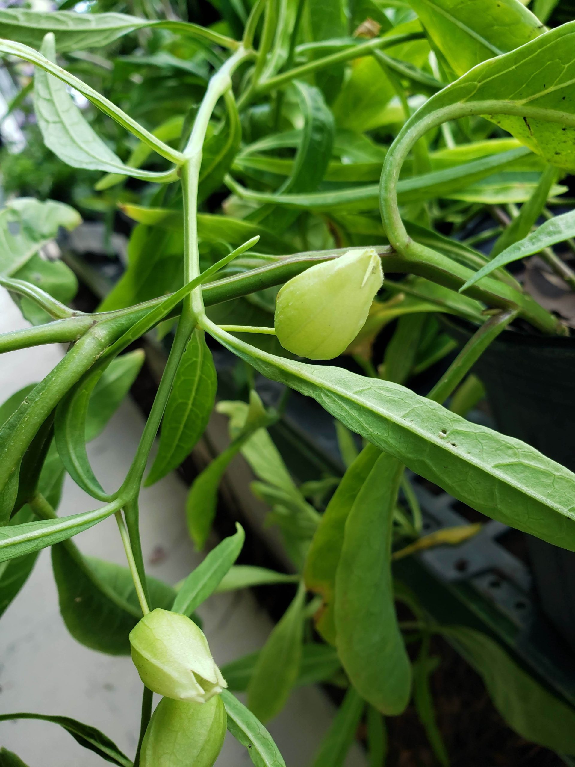 Walter's Ground Cherry
