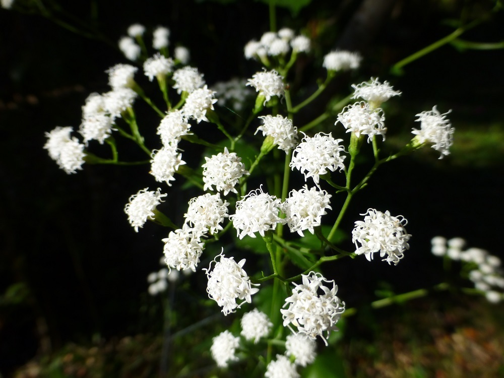 Hammock Snakeroot