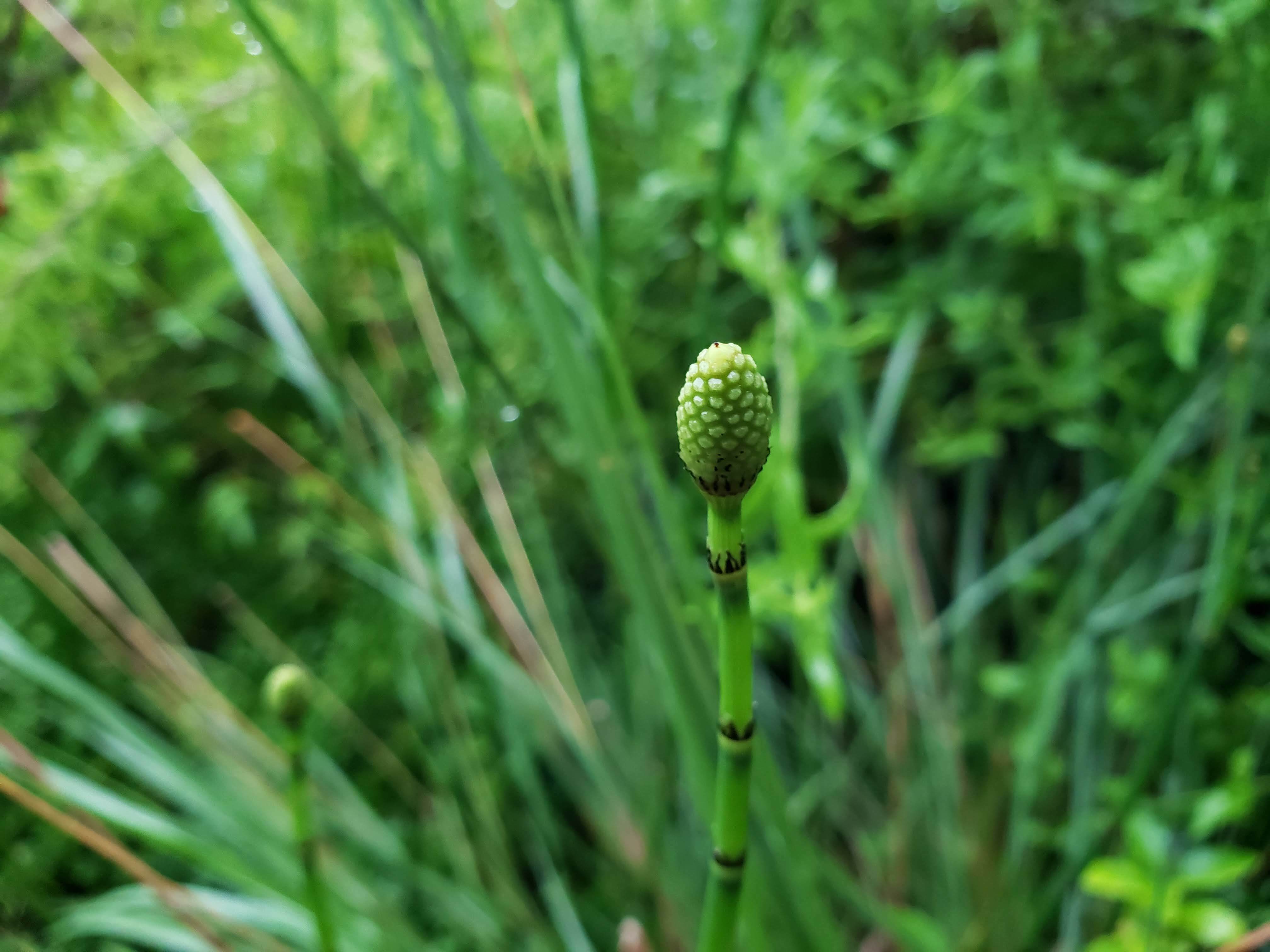 Horsetail Reed
