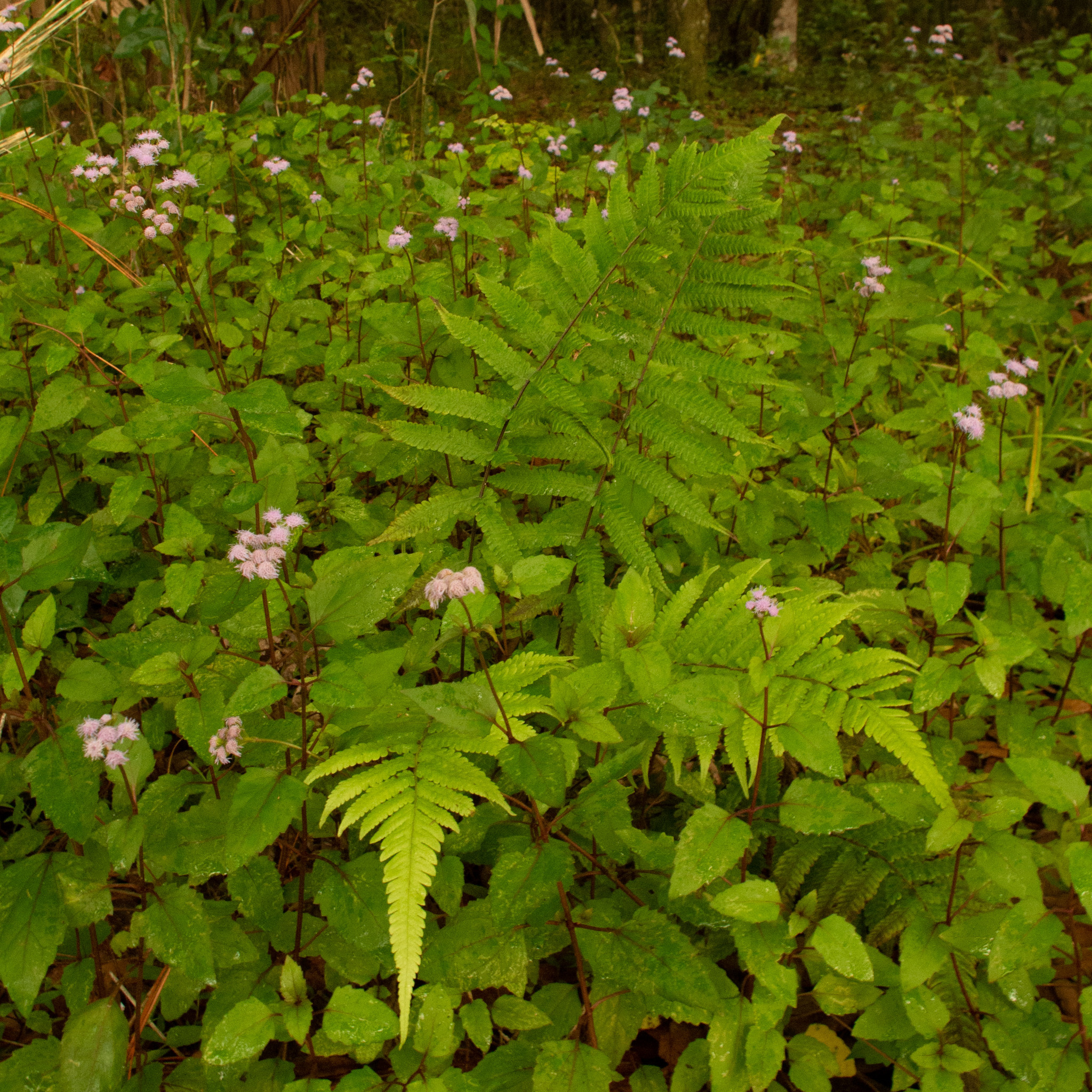 Common Mistflower