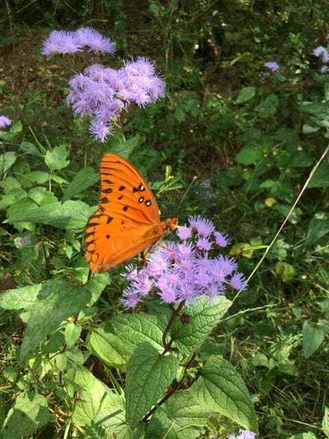 Common Mistflower
