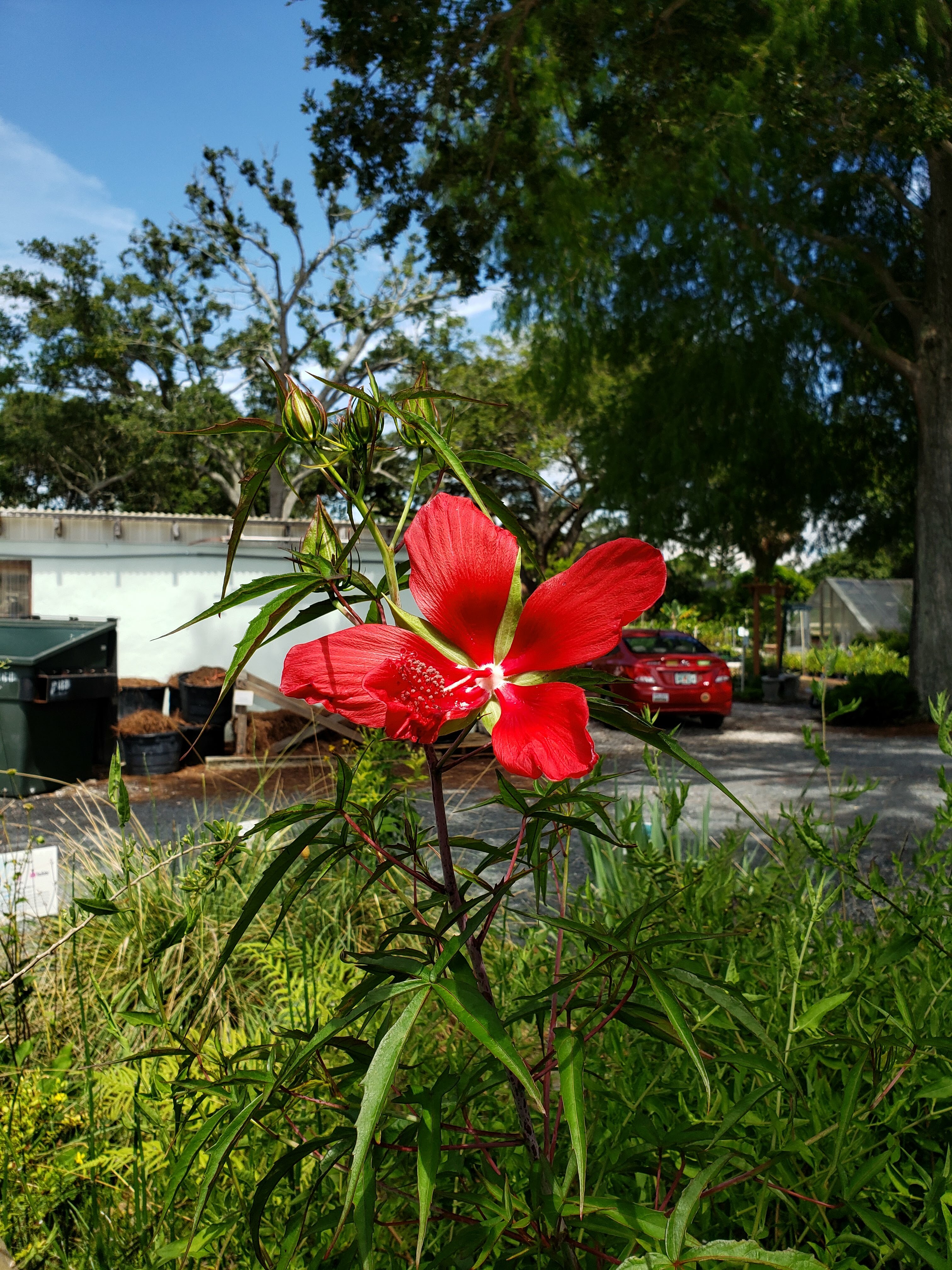 Scarlet Hibiscus