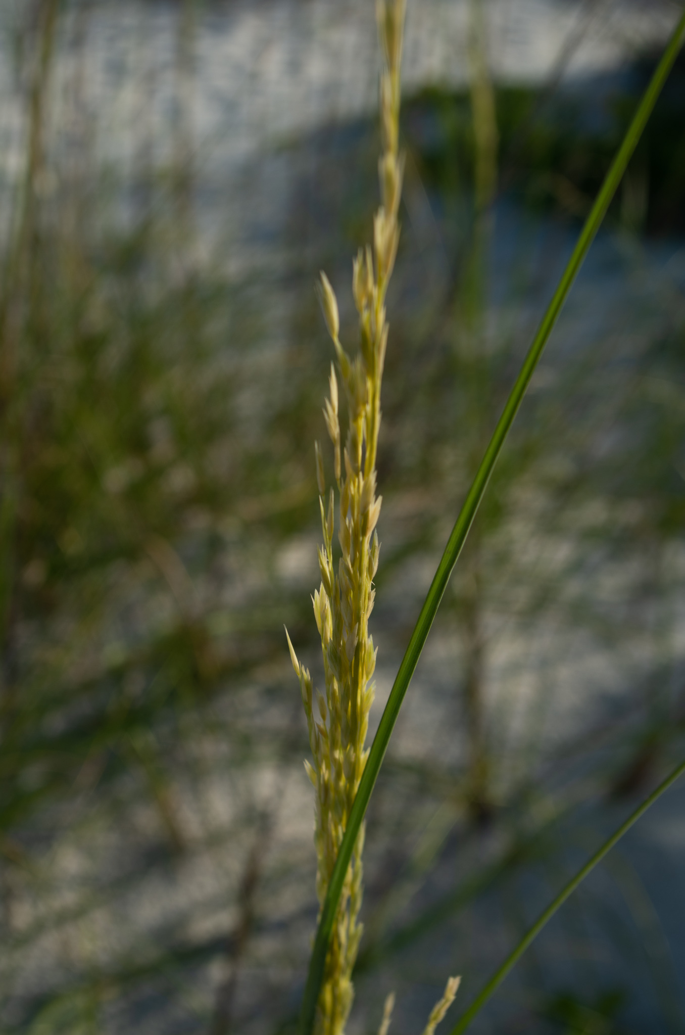 Sea Oats