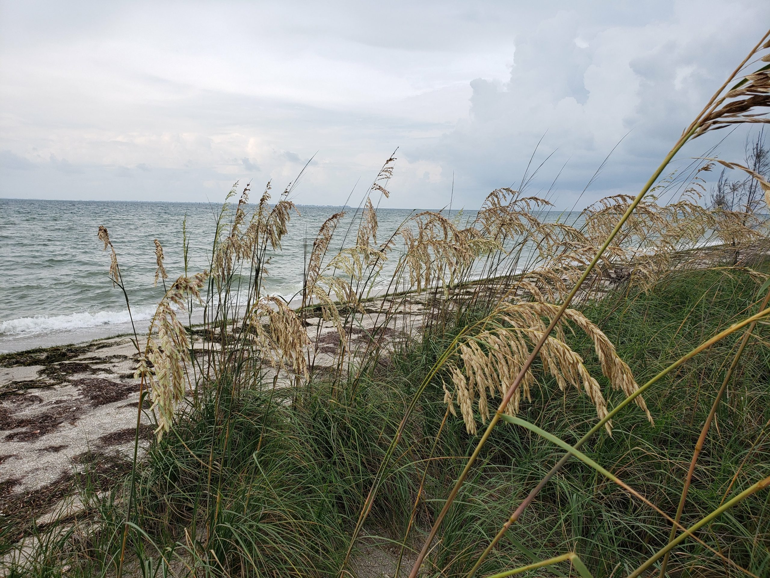 Sea Oats