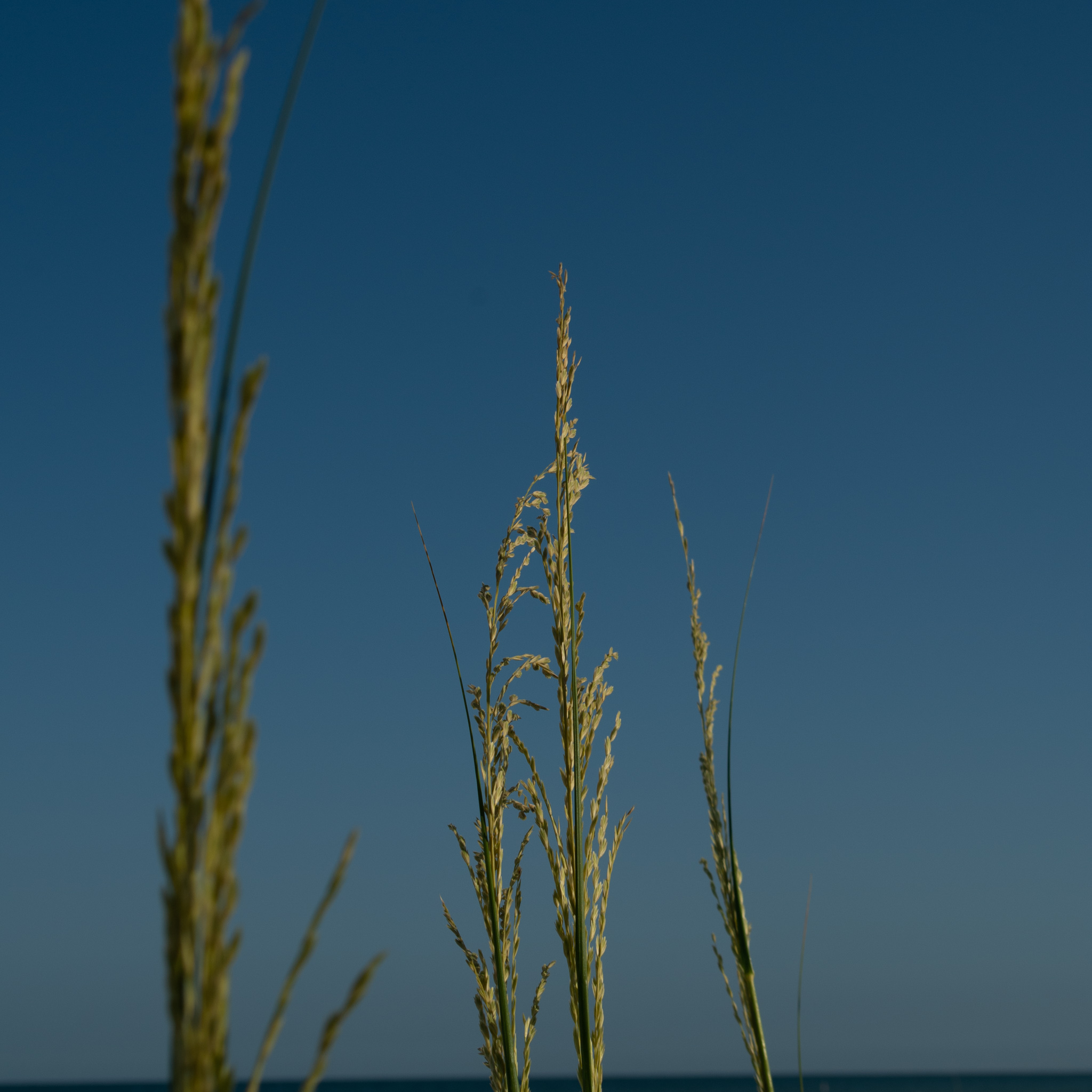 Sea Oats