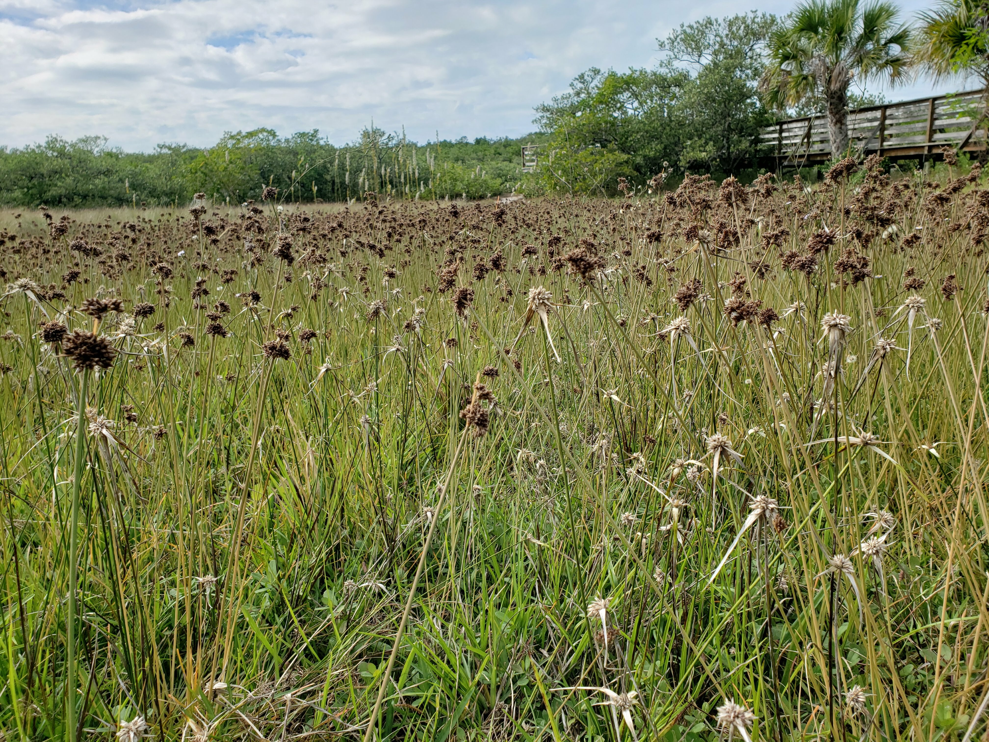 Whitetop Sedge