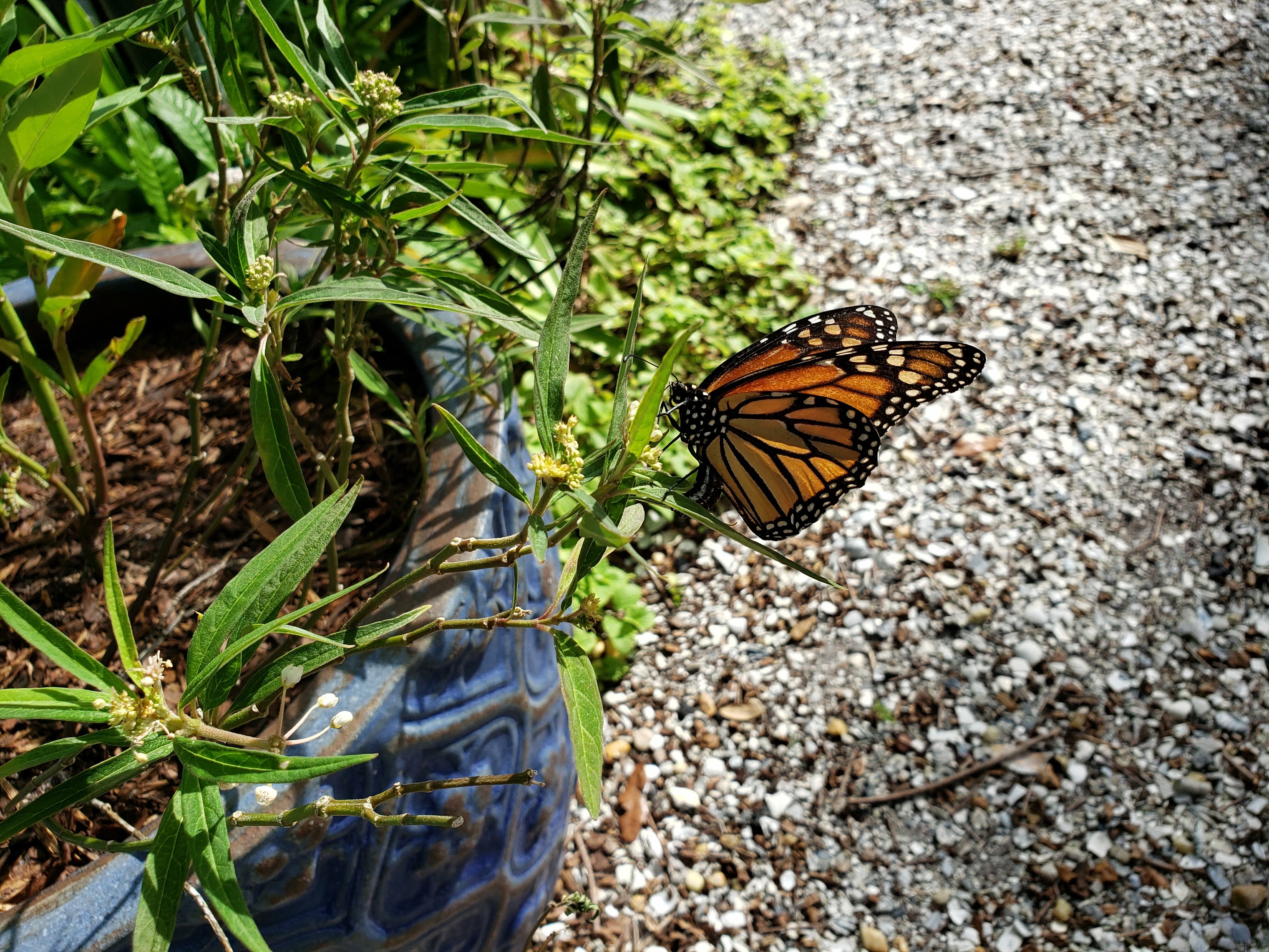 White Swamp Milkweed