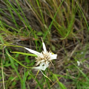 Whitetop Sedge
