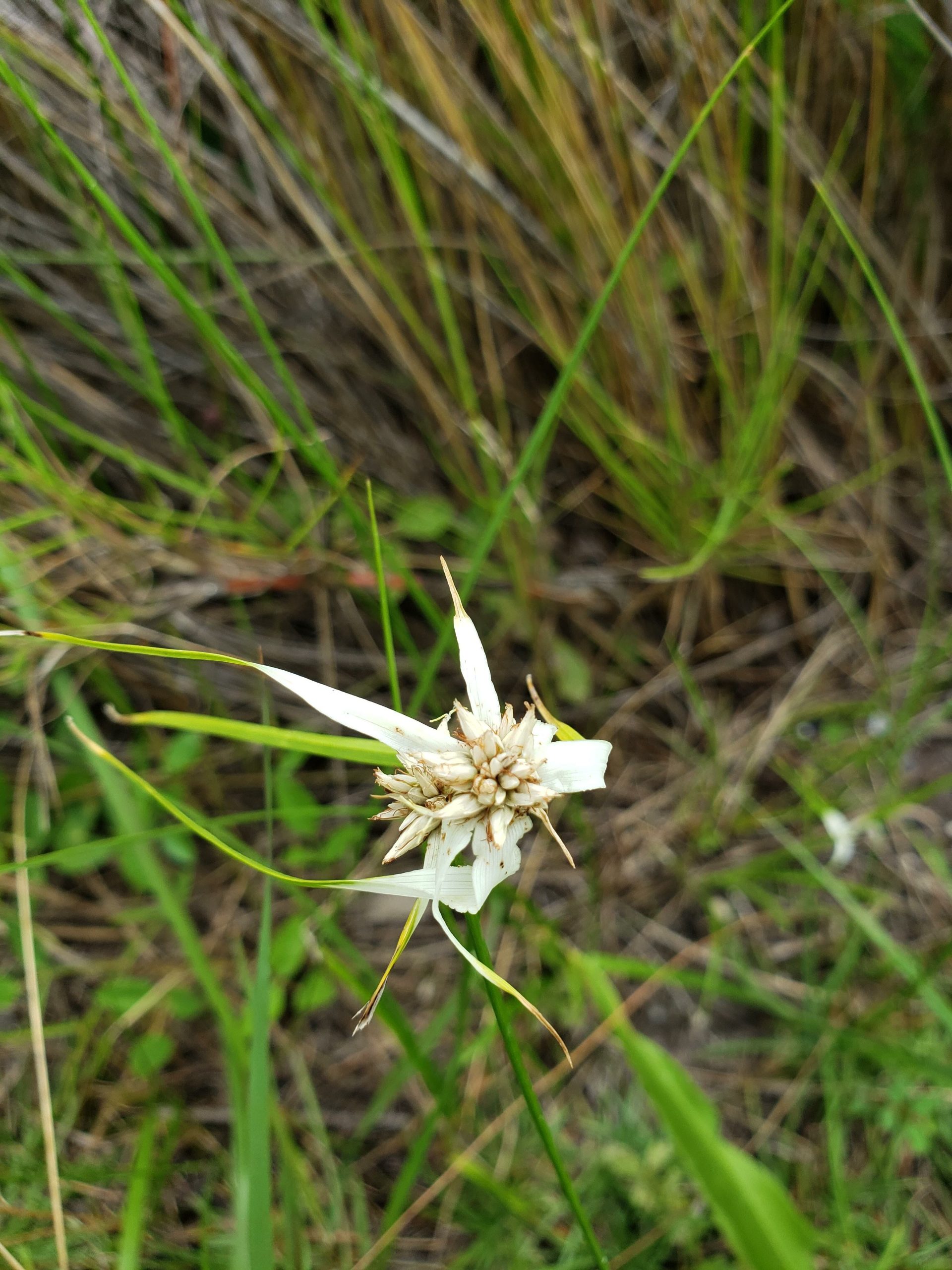 Whitetop Sedge