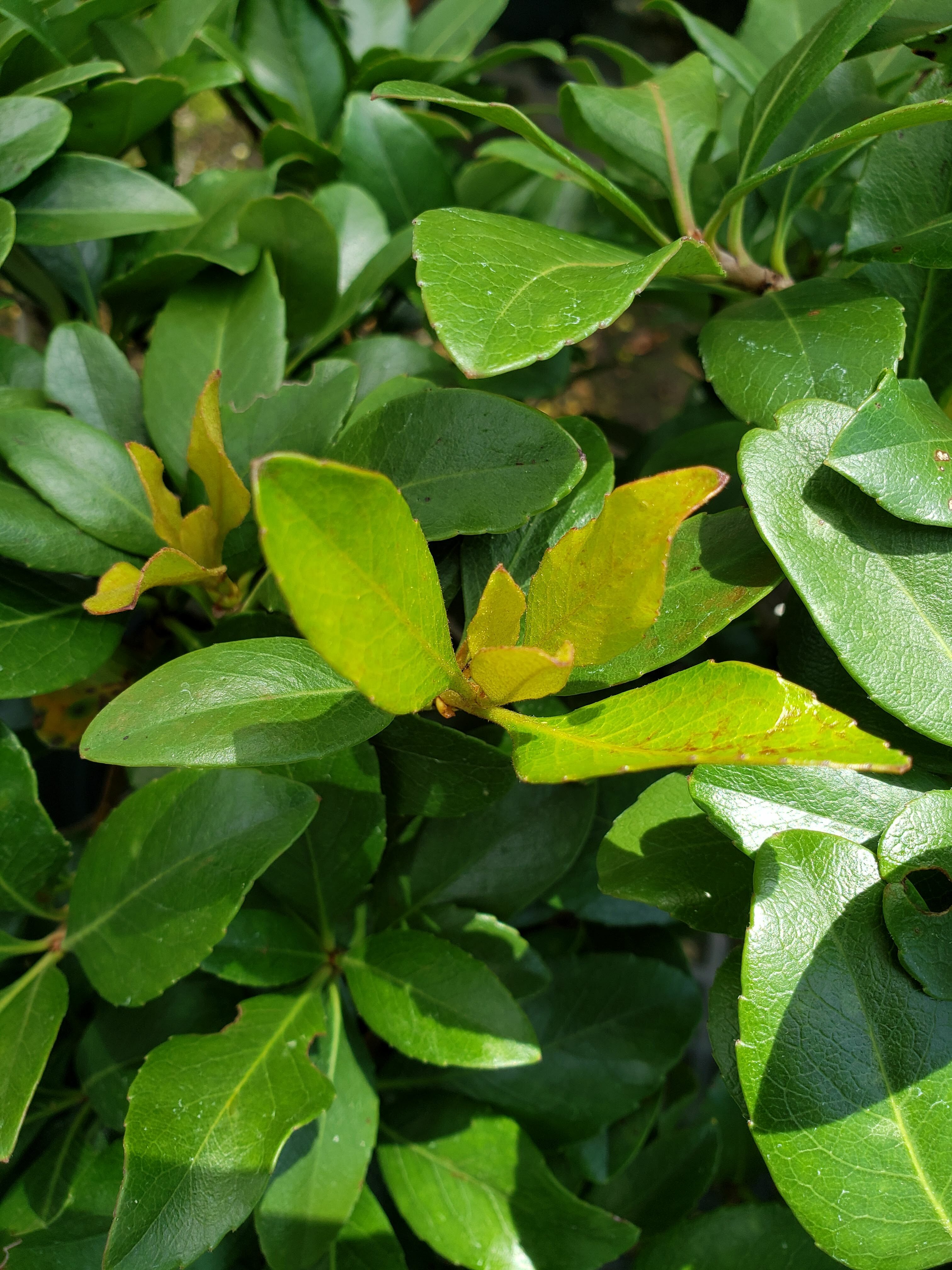 Indian Hawthorne