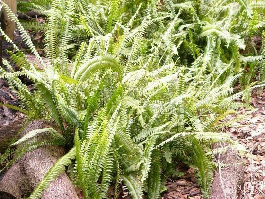 Florida Sword Fern Nephrolepis exaltata