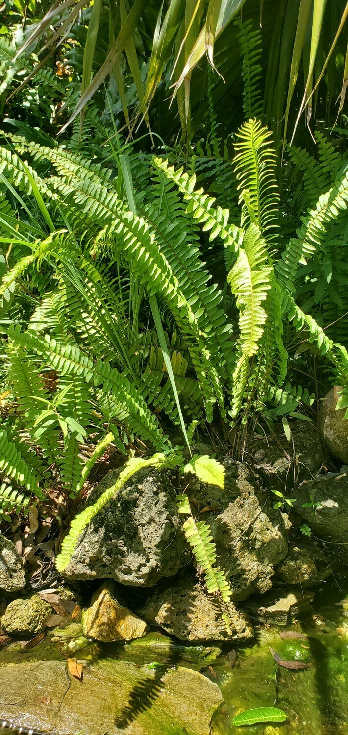 Florida Sword Fern Nephrolepis exaltata