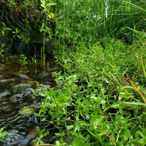 Water Hyssop