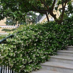 Confederate Jasmine